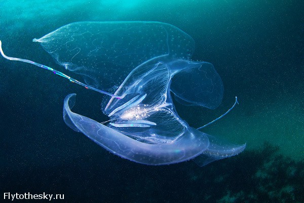Фото медуз от Александра Семенова (2)