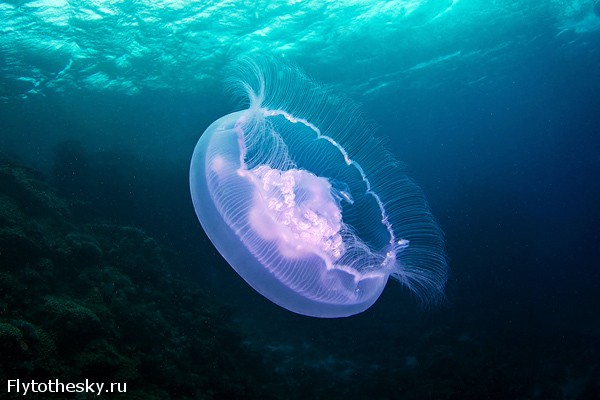 Фото медуз от Александра Семенова (11)