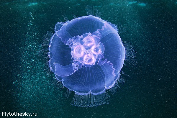 Фото медуз от Александра Семенова (10)