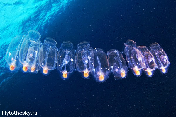 Фото медуз от Александра Семенова (8)