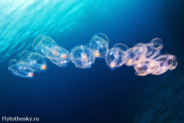 Фото медуз от Александра Семенова (7)