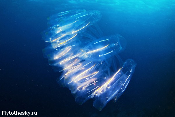 Фото медуз от Александра Семенова (6)