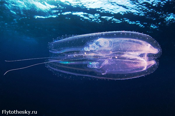 Фото медуз от Александра Семенова (5)