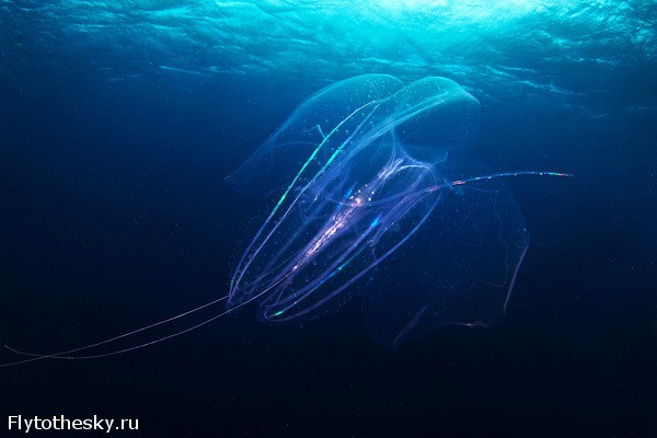 Фото медуз от Александра Семенова (4)
