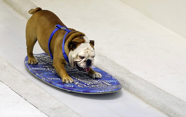 самая спортивная собака в мире - бульдог по кличке Tillman
