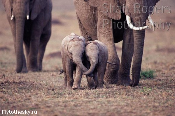 Уникальные фото диких животных Африки (4)