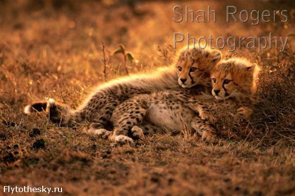 Уникальные фото диких животных Африки (3)
