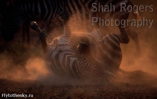Уникальные фото диких животных Африки (2)