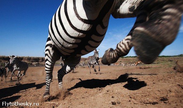 Уникальные фото диких животных Африки (13)