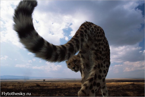 Уникальные фото диких животных Африки (11)