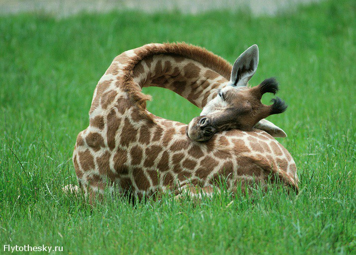 Фото дня: Как спит жираф?