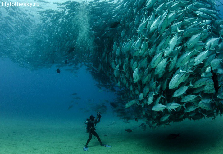 фото дня: дайвер и тысячи рыб