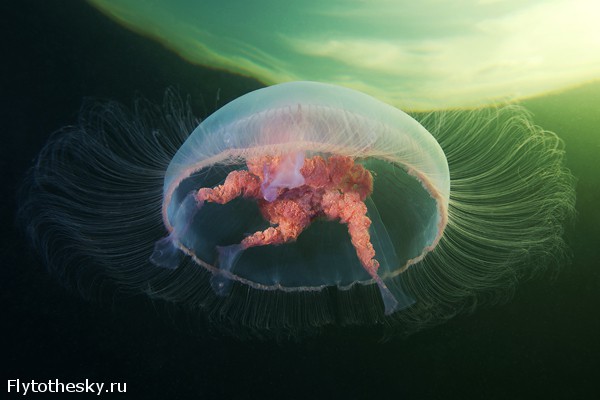 Фото медуз Александра Семенова (12)