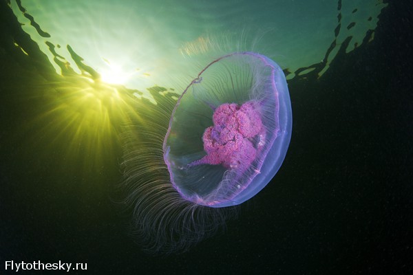 Фото медуз Александра Семенова (11)