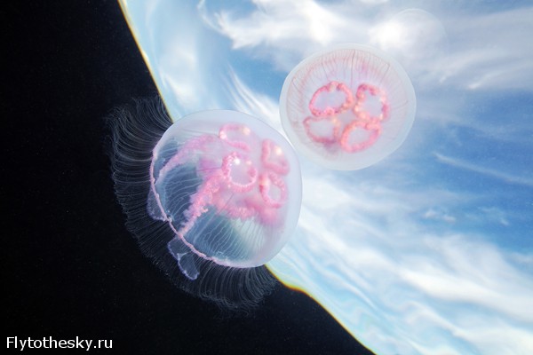 Фото медуз Александра Семенова (9)