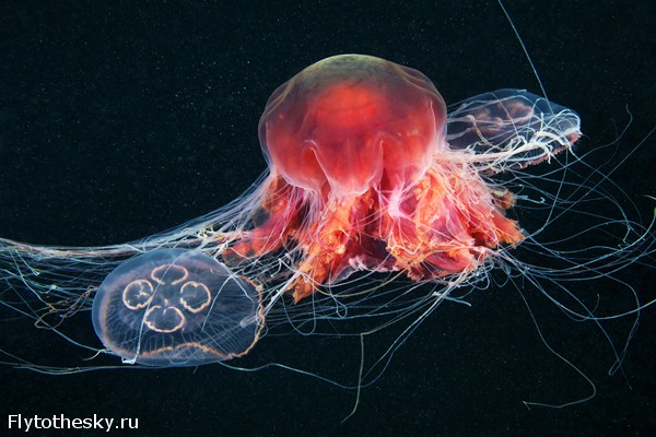 Фото медуз Александра Семенова (8)