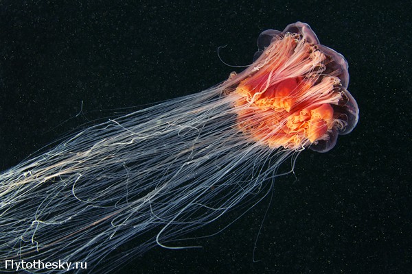 Фото медуз Александра Семенова (7)