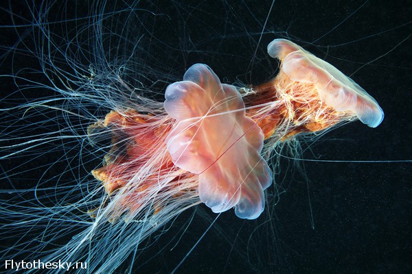 Фото медуз Александра Семенова (6)