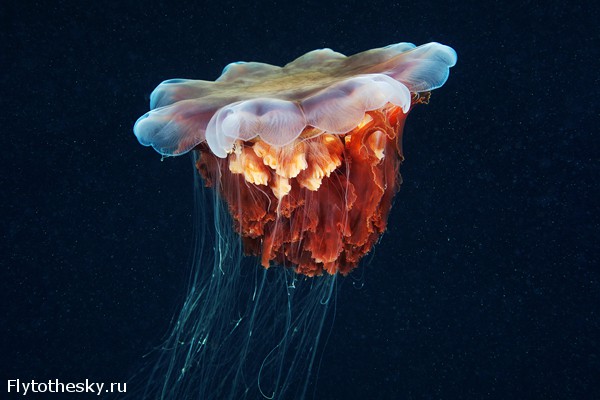 Фото медуз Александра Семенова (5)