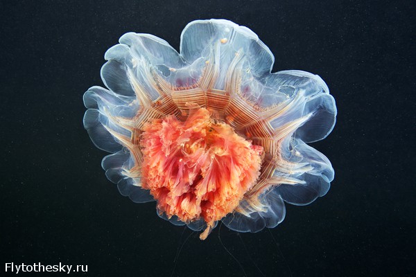 Фото медуз Александра Семенова (4)