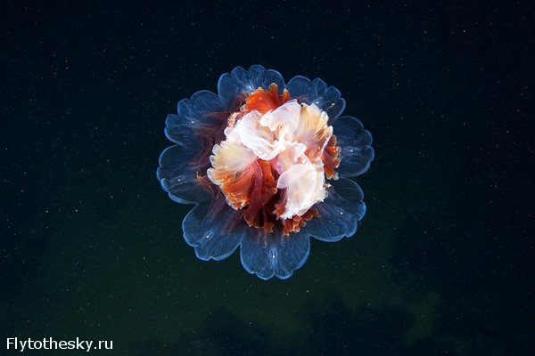 Фото медуз Александра Семенова (3)
