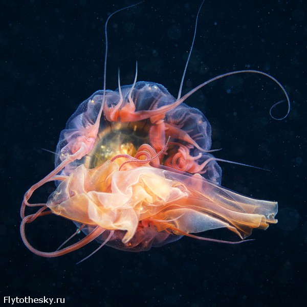 Фото медуз Александра Семенова (20)
