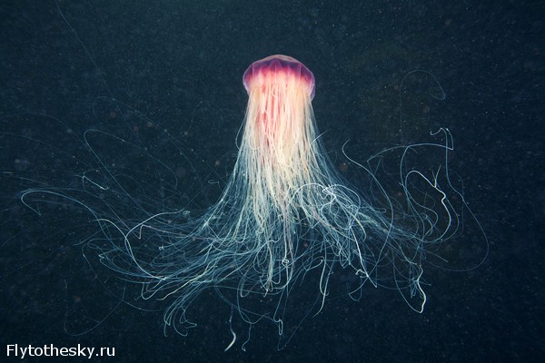 Фото медуз Александра Семенова (19)