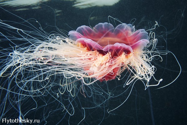 Фото медуз Александра Семенова (18)
