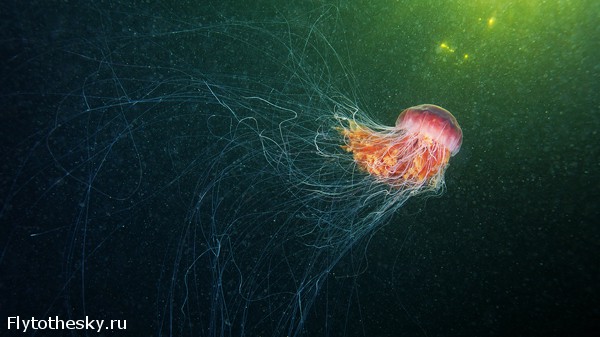 Фото медуз Александра Семенова (17)