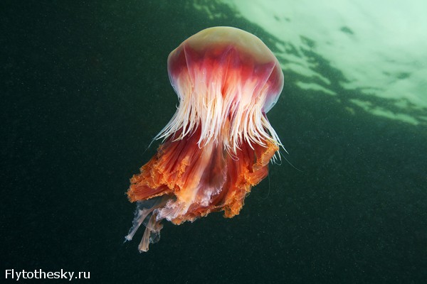 Фото медуз Александра Семенова (15)
