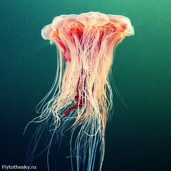 Фото медуз Александра Семенова (14)