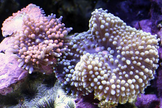 Фото кораллов (8)