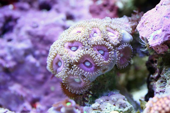 Фото кораллов (7)