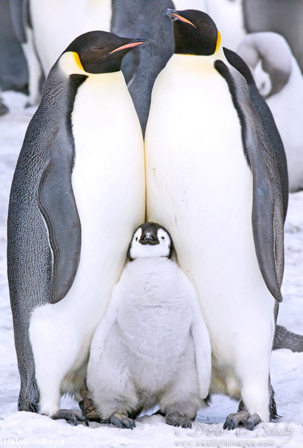 Фото пингвинов. David Schultz  (1)