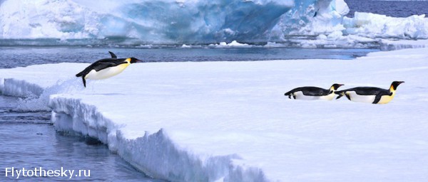 Фото пингвинов. David Schultz  (6)
