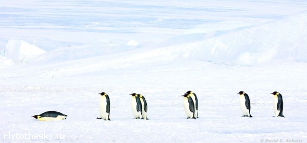 Фото пингвинов. David Schultz  (5)