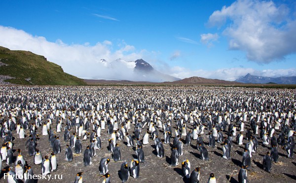 Фото пингвинов. David Schultz  (4)