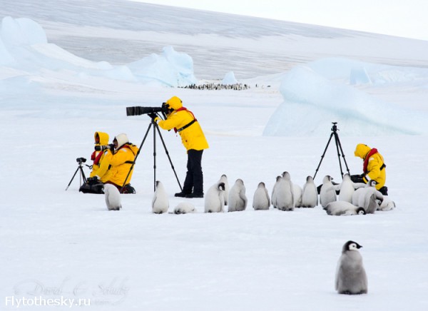 Фото пингвинов. David Schultz  (3)