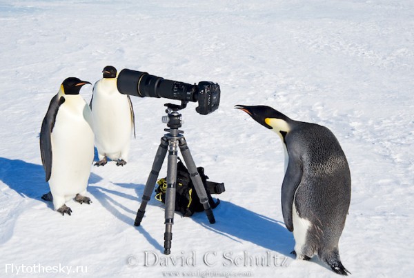 Фото пингвинов. David Schultz  (2)
