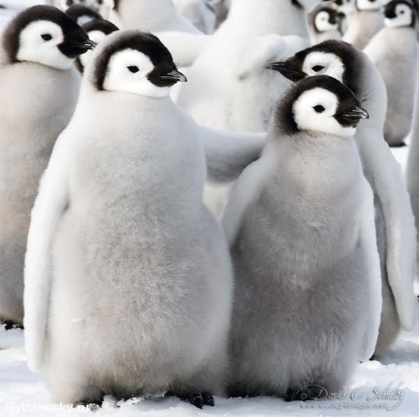 Фото пингвинов. David Schultz  (14)