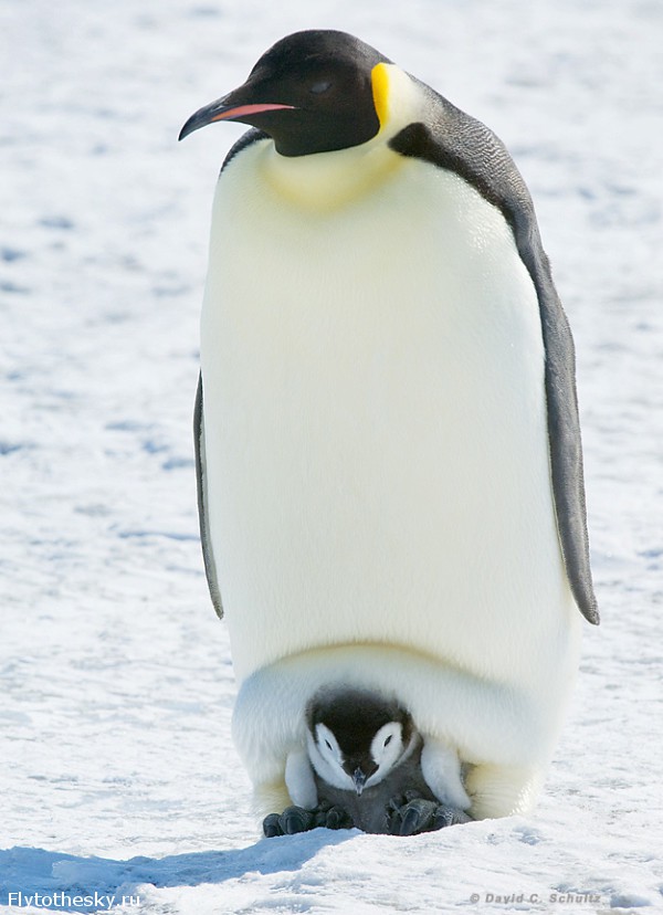Фото пингвинов. David Schultz  (12)