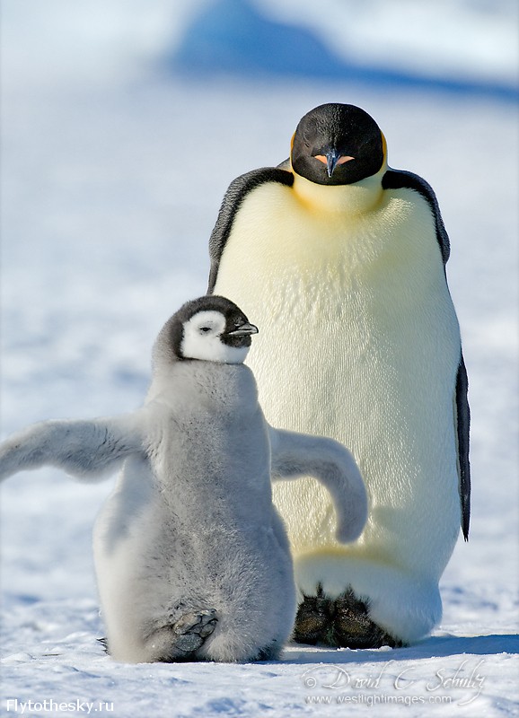 Фото пингвинов. David Schultz  (11)