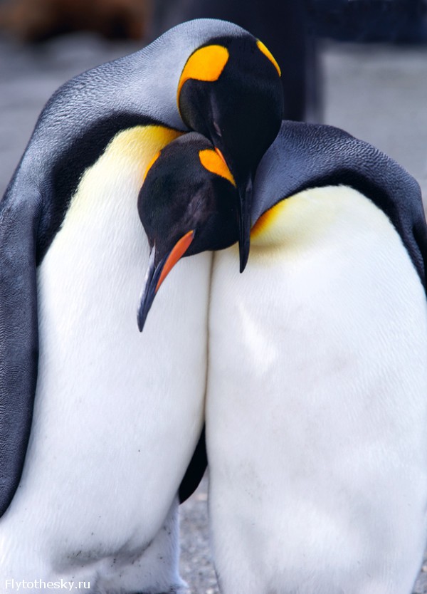 Фото пингвинов. David Schultz  (10)
