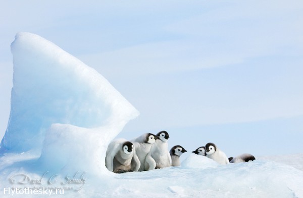 Фото пингвинов. David Schultz  (9)