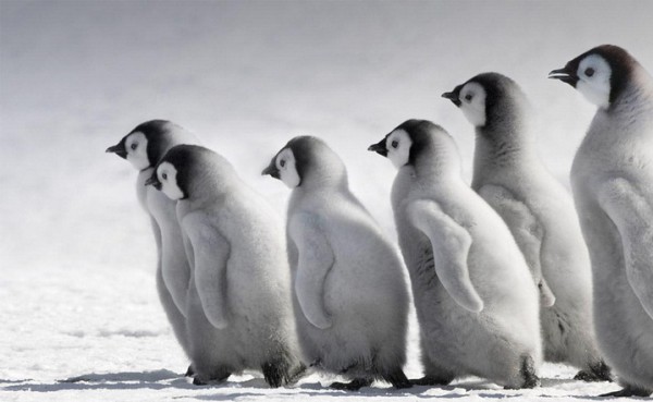 Фото дня: Птенцы императорских пингвинов в Антарктике
