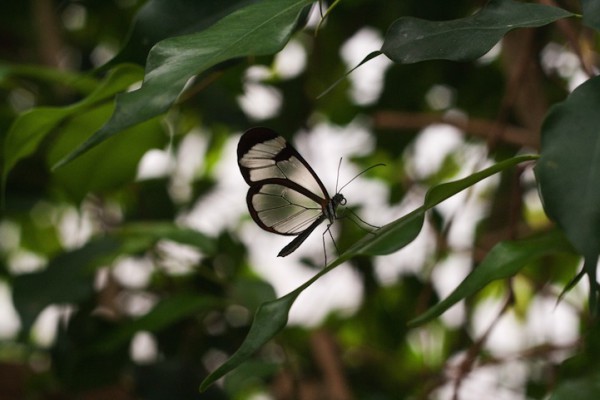 бабочка с прозрачными крыльями (14)
