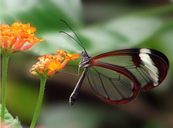 бабочка с прозрачными крыльями (5)