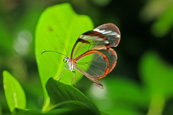 бабочка с прозрачными крыльями (4)
