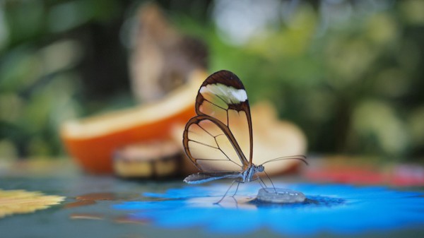 бабочка с прозрачными крыльями (1)