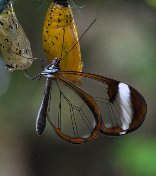 бабочка с прозрачными крыльями (13)